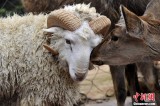 跨越种族的“爱情”：绵羊爱上鹿