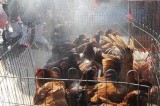 印尼再现禽流感患者已证实死亡