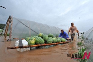图为雨后正在抢救西瓜的舟山市农民 图片：（新华社）